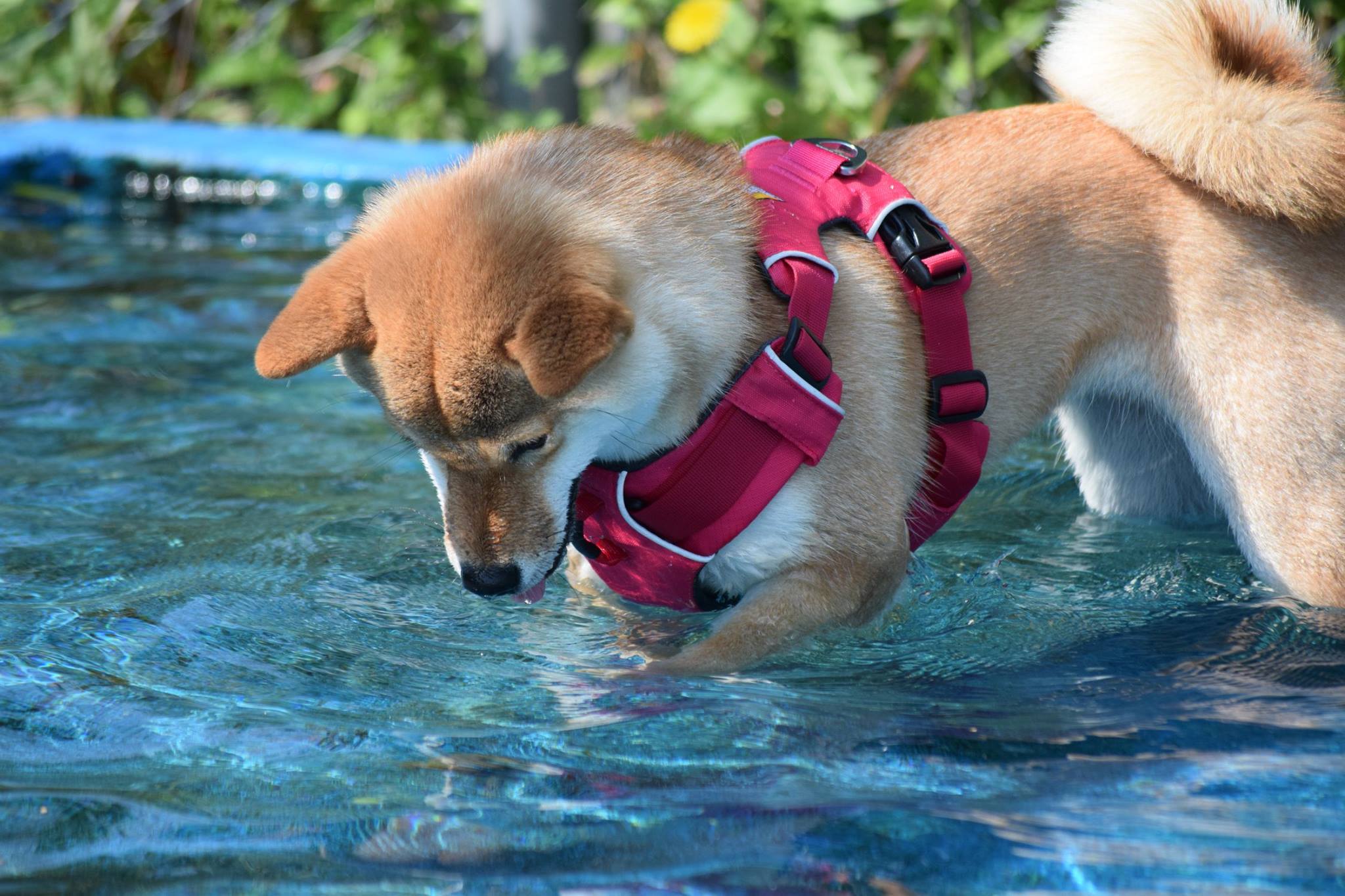 水遊びの季節だワン！