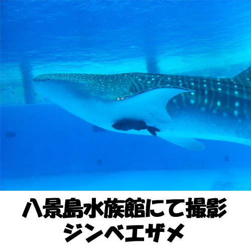 八景島水族館にて撮影【ジンベエザメ】