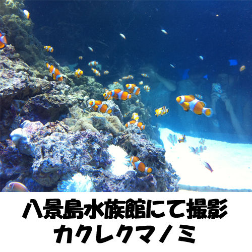八景島水族館にて撮影【カクレクマノミ】