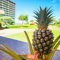 【お部屋のみ】ホエラーズビレッジに隣接！便利なロケーションでマウイ観光におススメ！