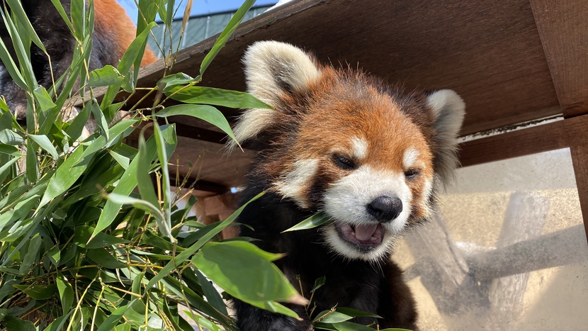 【旭山動物園】レッサーパンダ