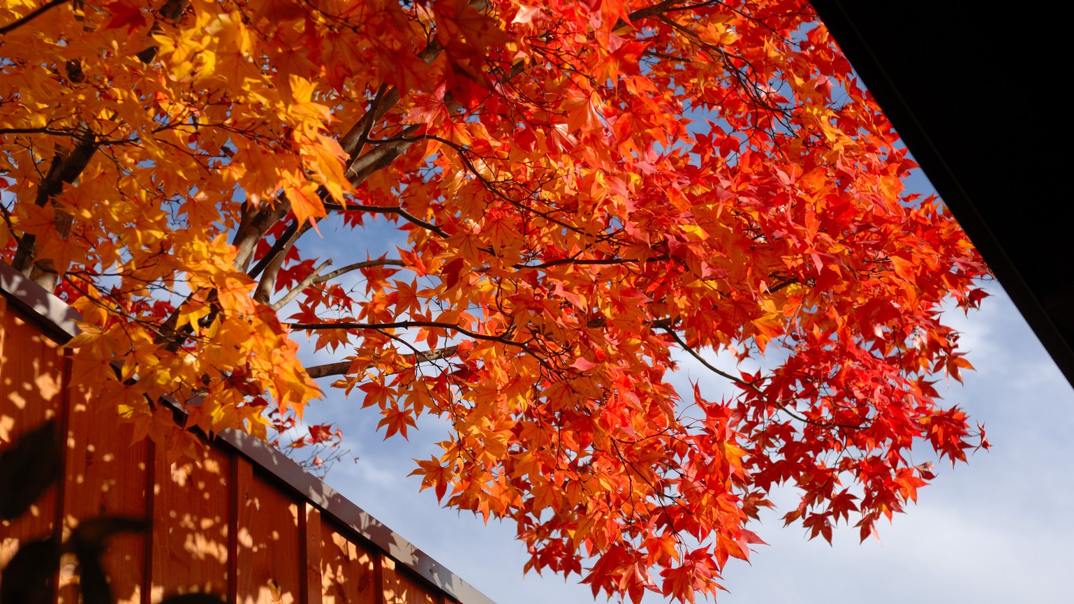 露天風呂や客室から見える紅葉