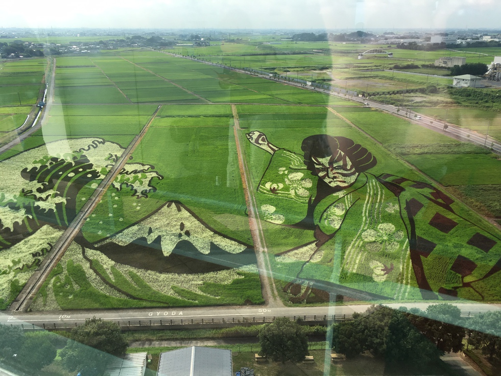 世界最大 行田市田んぼアート 車で約20分（6月〜10月）