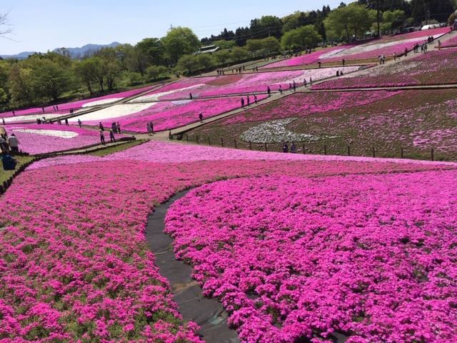 秩父羊山公園 芝桜 車で約1時間（4月）