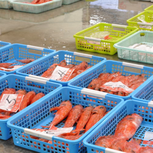 沼津魚市場にて。魚の持ち味を最大限に生かす、お腹にもたれないシンプルな地魚フレンチ