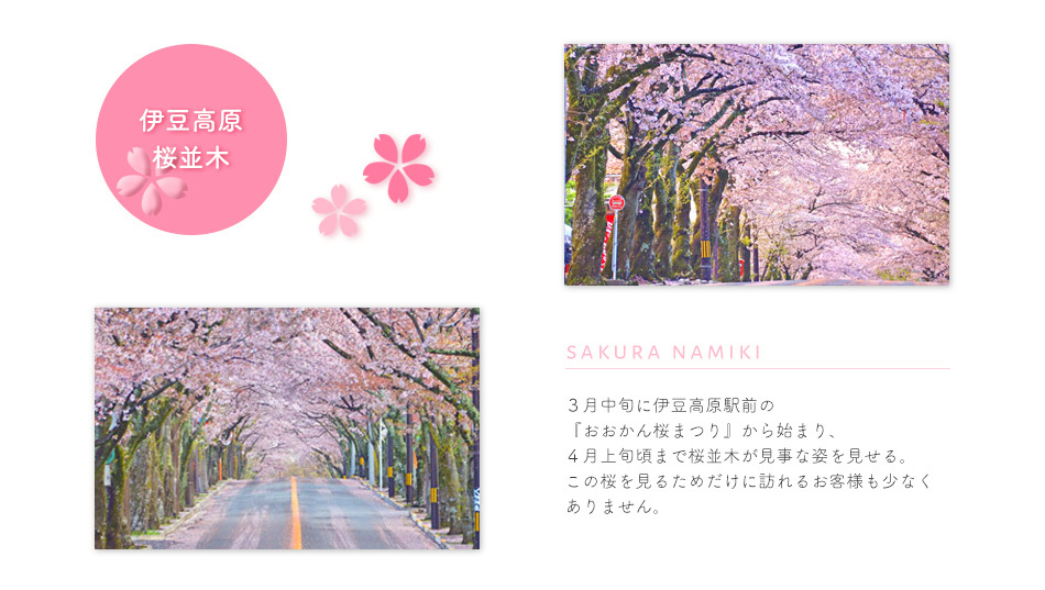 伊豆高原 桜並木 ３月中旬に伊豆高原駅前の『おおかん桜まつり』から始まり、４月上旬頃まで桜並木が見事な姿を見せる。この桜を見るためだけに訪れるお客様も少なくありません。