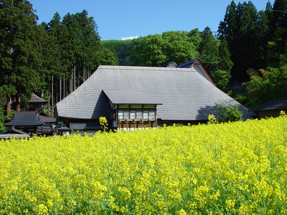 健命寺の菜の花