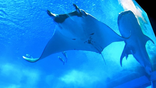 *周辺/美ら海水族館で仲良く泳ぐマンタとクジラ