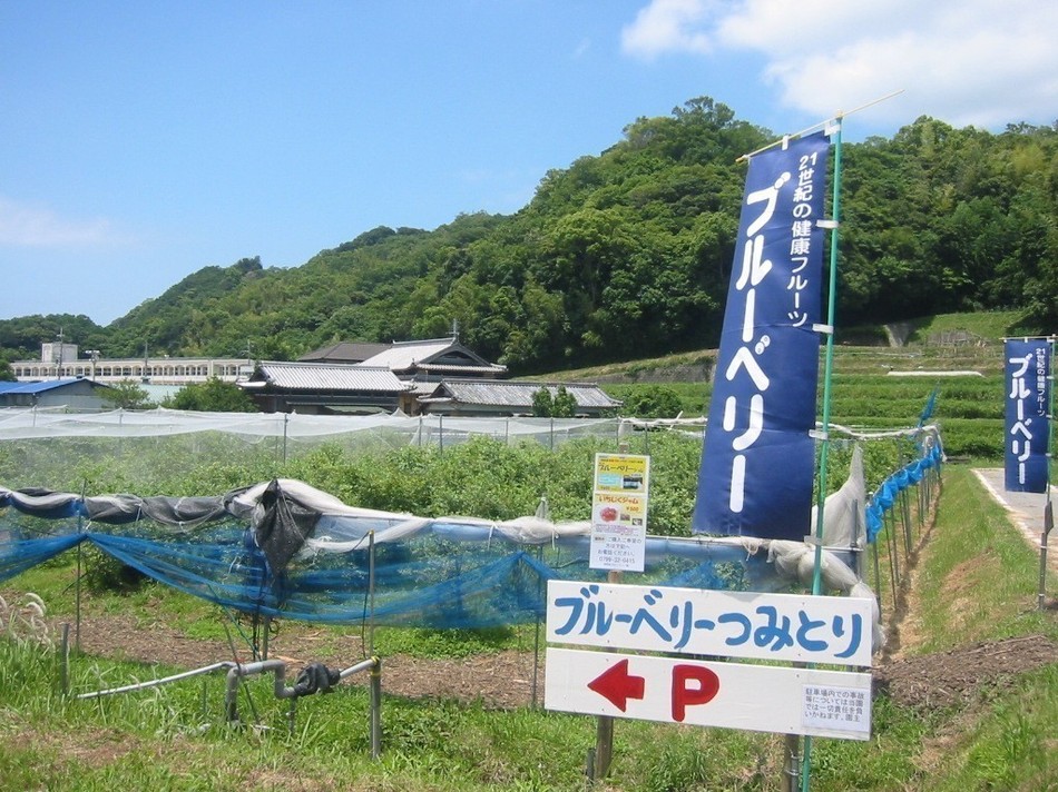 ブルーベリー園