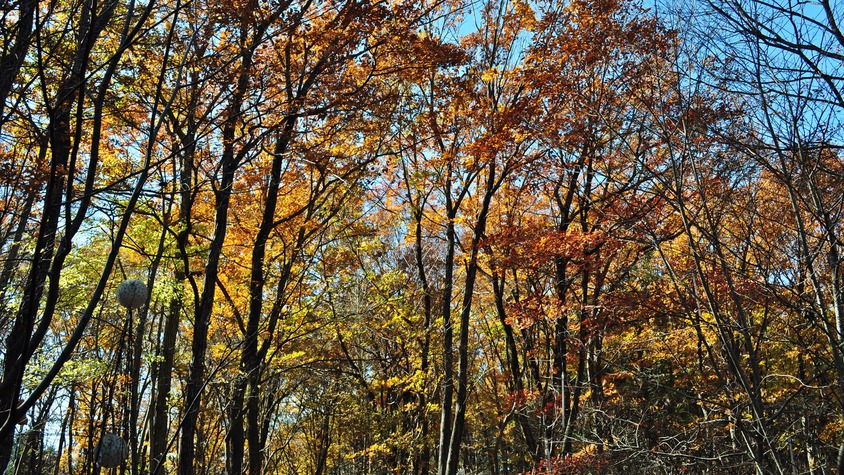 *【自然】秋の晴れた一日。新鮮な空気を吸い込んで、ゆったり流れる時間を楽しめます。