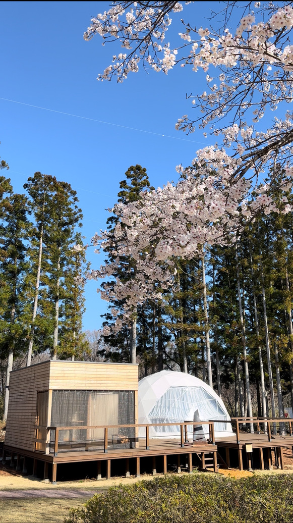 ドーム外観桜
