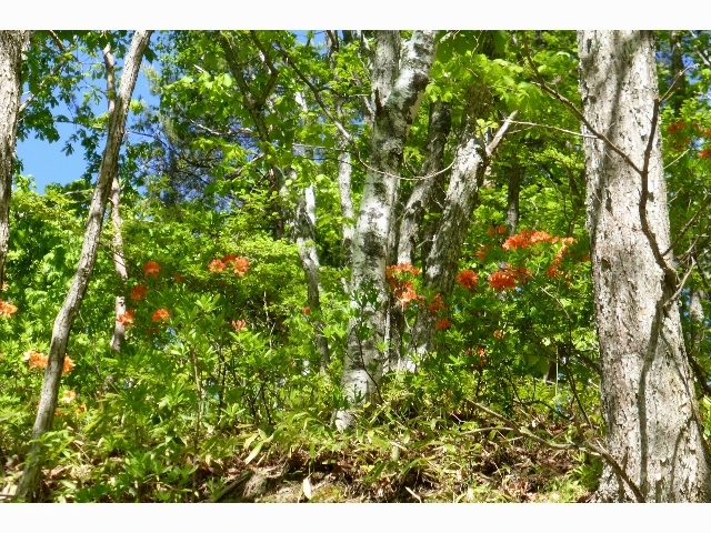 うらら♪に続く遊歩道