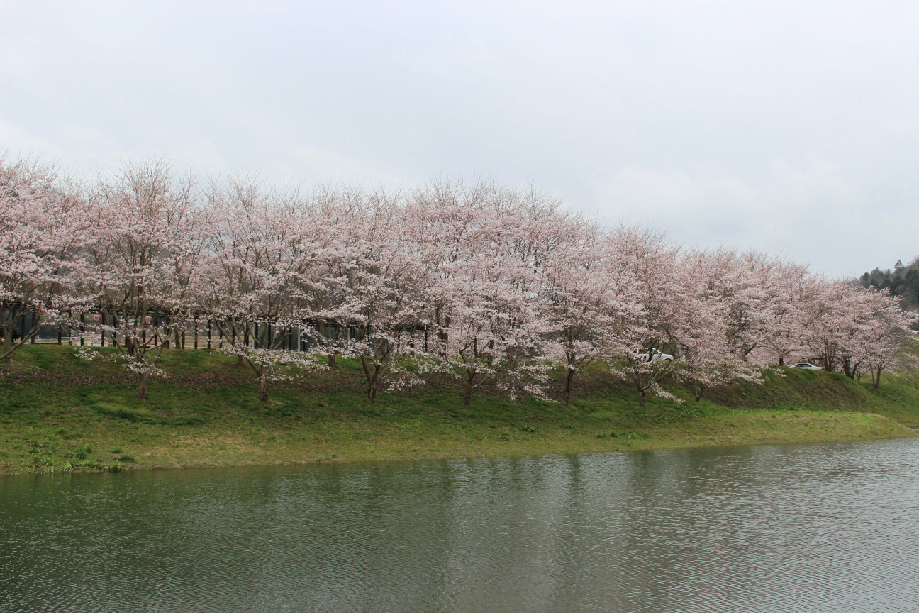 白竜湖の桜並木