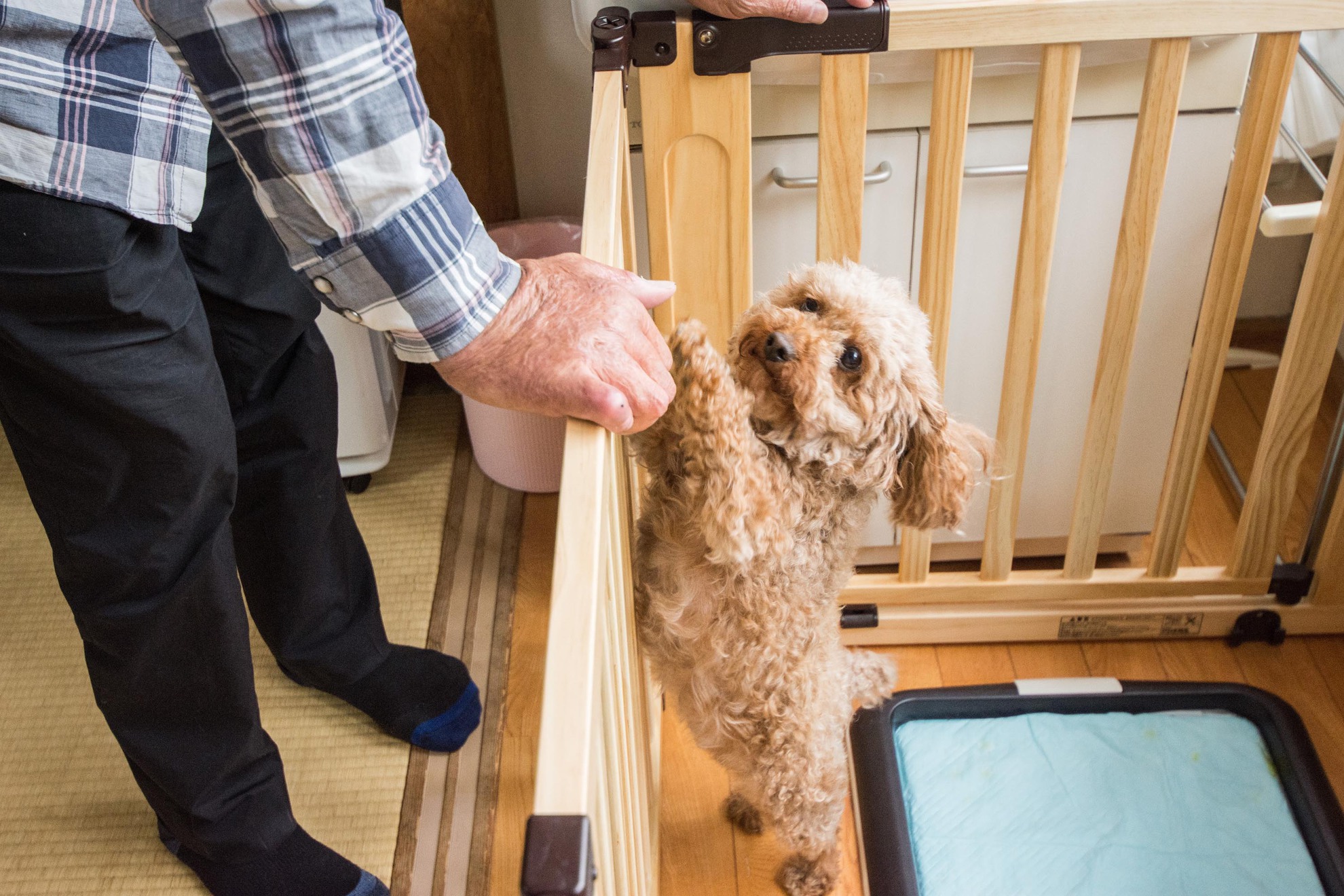 ペットと泊まろう♪