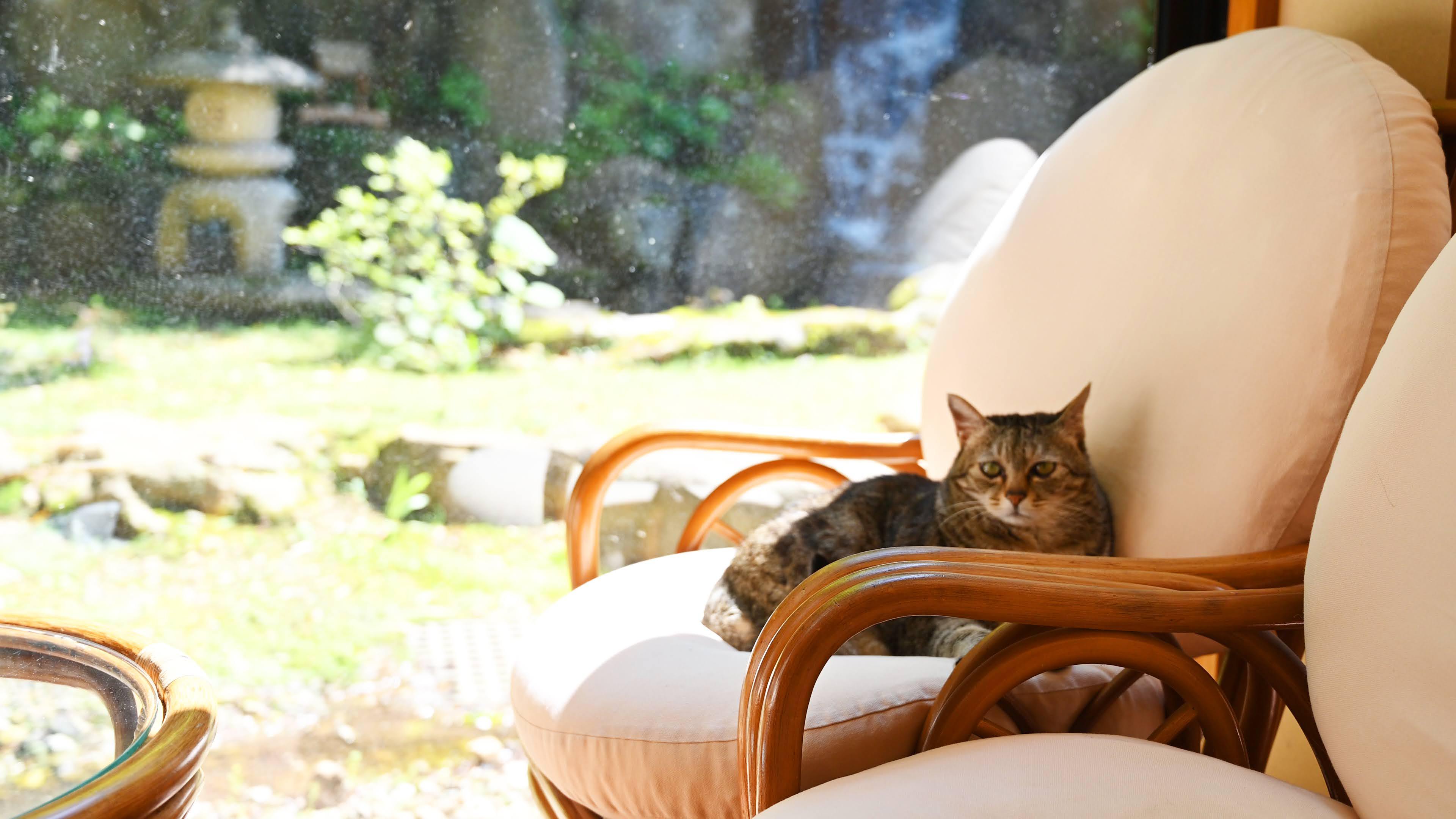 看板猫が日向ぼっこ