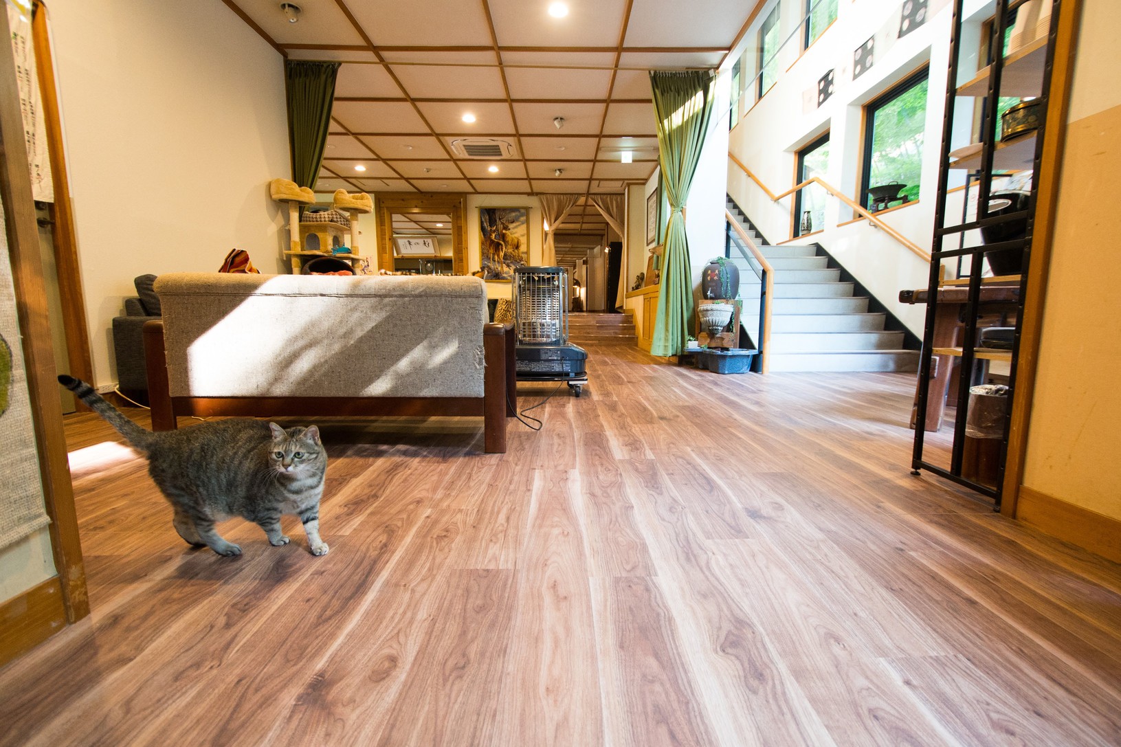 癒しの看板猫がくつろぐ館内