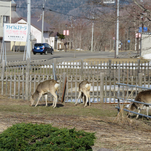 *当館看板のすぐ側に遊びに来た鹿男・鹿一・鹿太郎♪