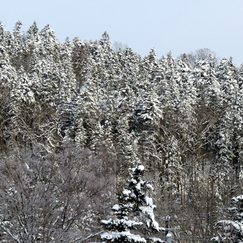 *近くの林も雪化粧