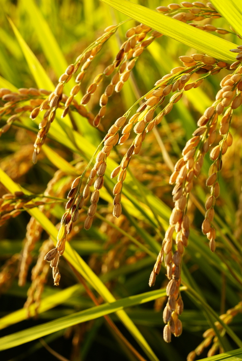 食事はコシヒカリ