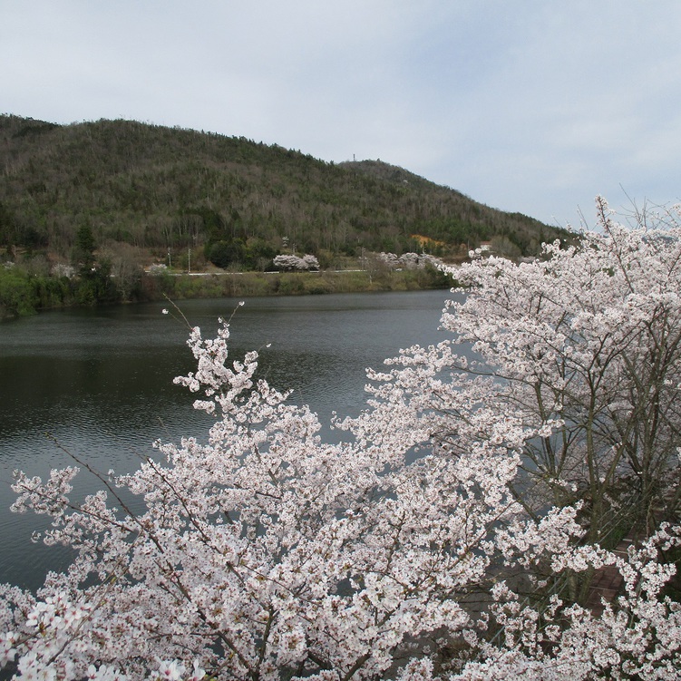 春の風景〜桜