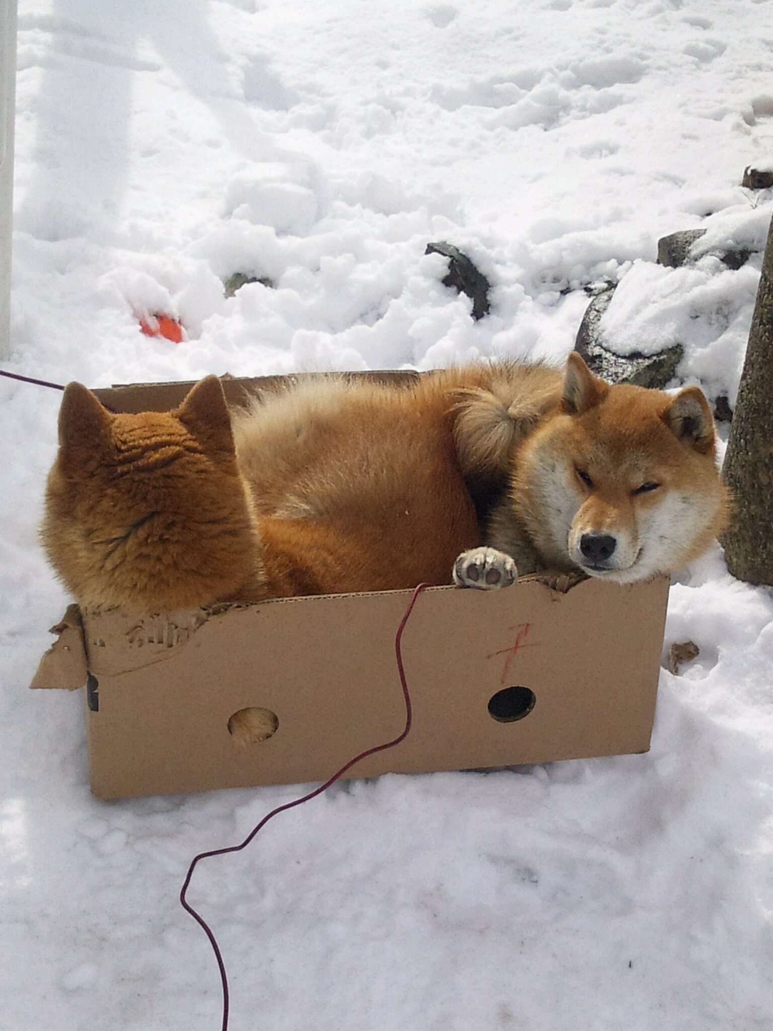 当家の警備犬