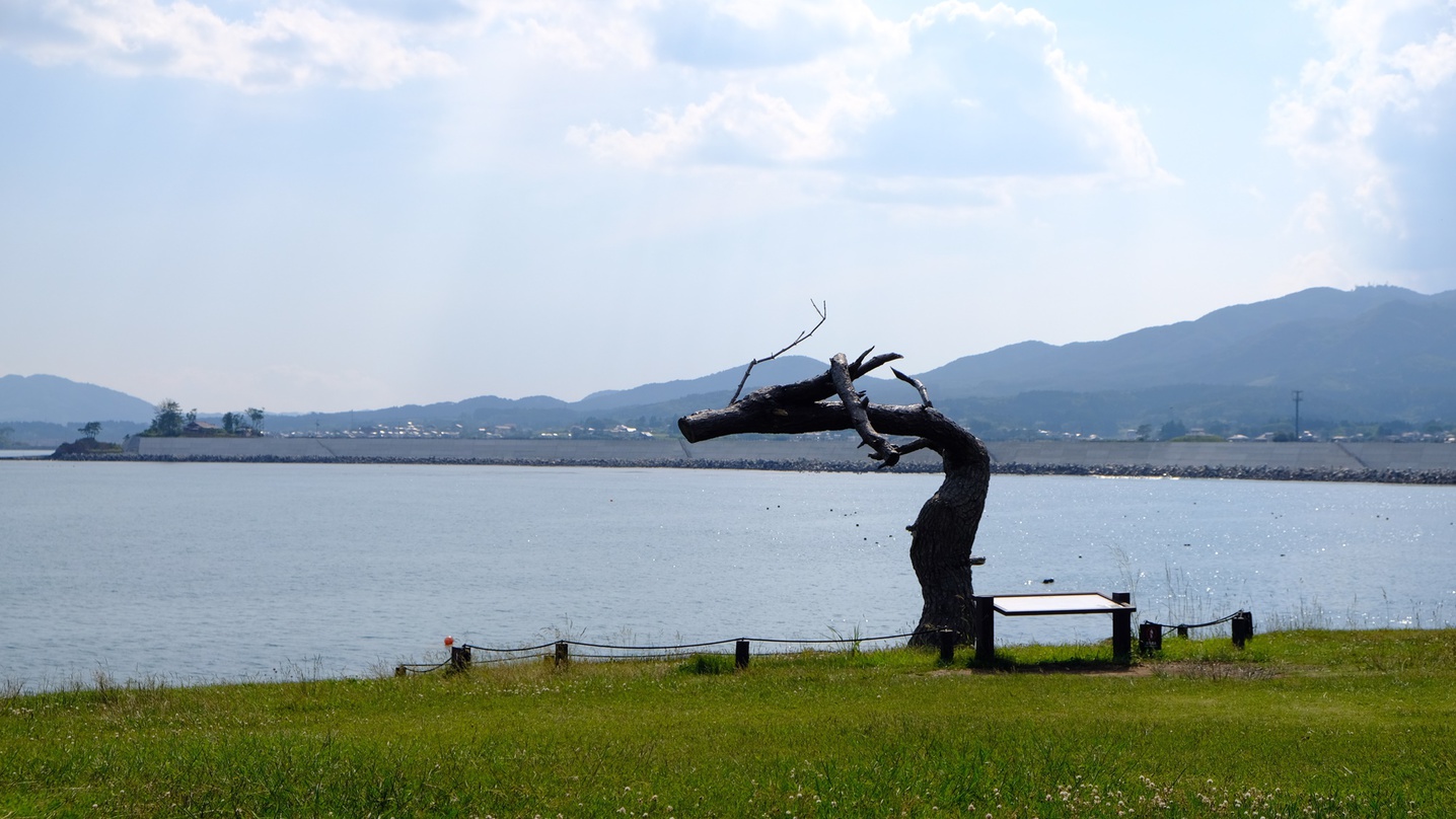 *岩井崎／復興のシンボル「龍の松」