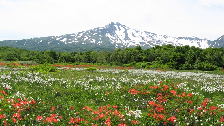 *【桑ノ木台湿原】鳥海山を望み、山野草の豊かな色あいを楽しみながら行う湿原トレッキング！