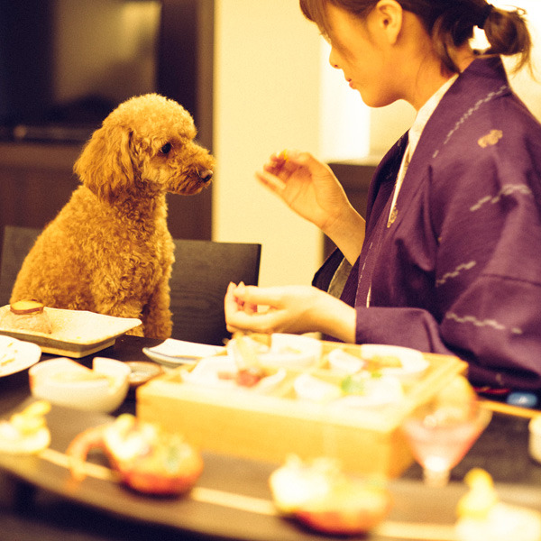 お部屋食だからわんちゃんものんびり♪