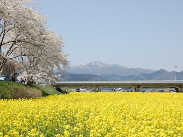 春の菜の花畑