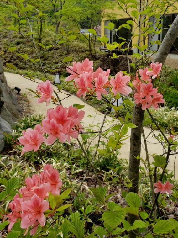 沢乙の庭・山つつじ