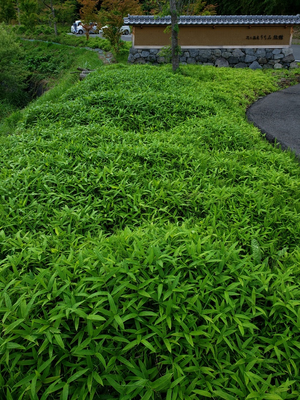 沢乙の庭・山笹