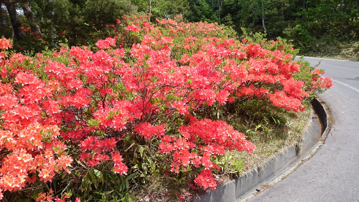 レンゲツツジ