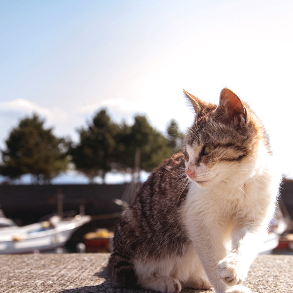 【天草の風景】猫島で人気の湯島