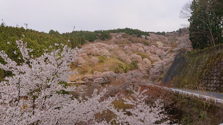 吉野山の桜まで車で約40分で行けます。