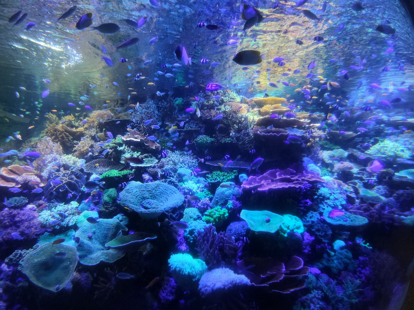 名古屋港水族館