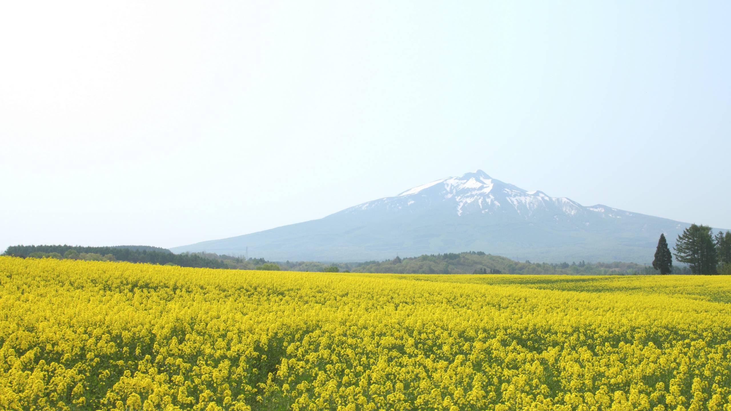 岩木山麓