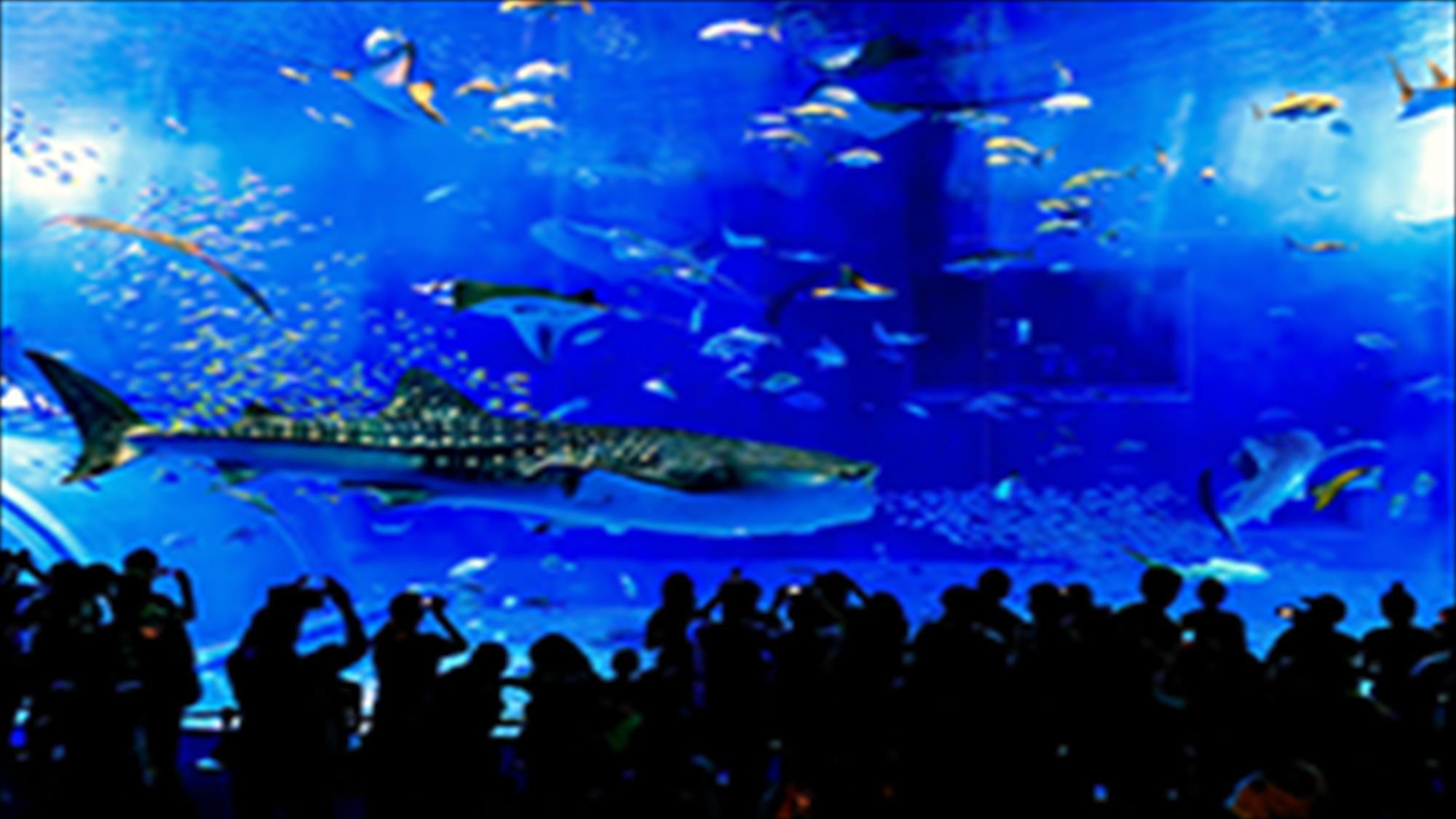 【美ら海水族館】黒潮の海迫力のジンベエザメ