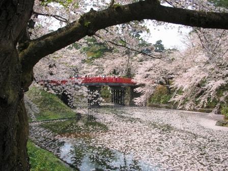 弘前公園の桜