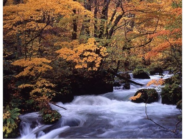 奥入瀬渓流の紅葉