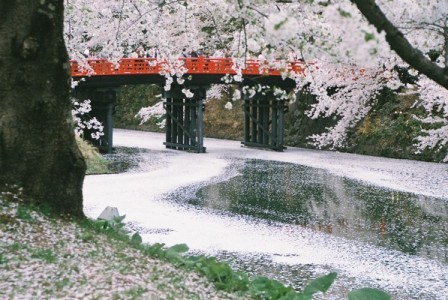 弘前公園の桜