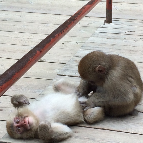 地獄谷野猿公苑