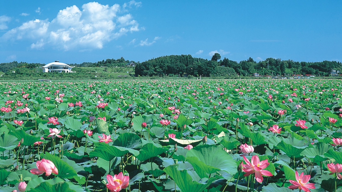 *【周辺／伊豆沼】夏には湖面いっぱいにハスの花が咲き、例年7月中旬〜8月まで「はすまつり」も開催。