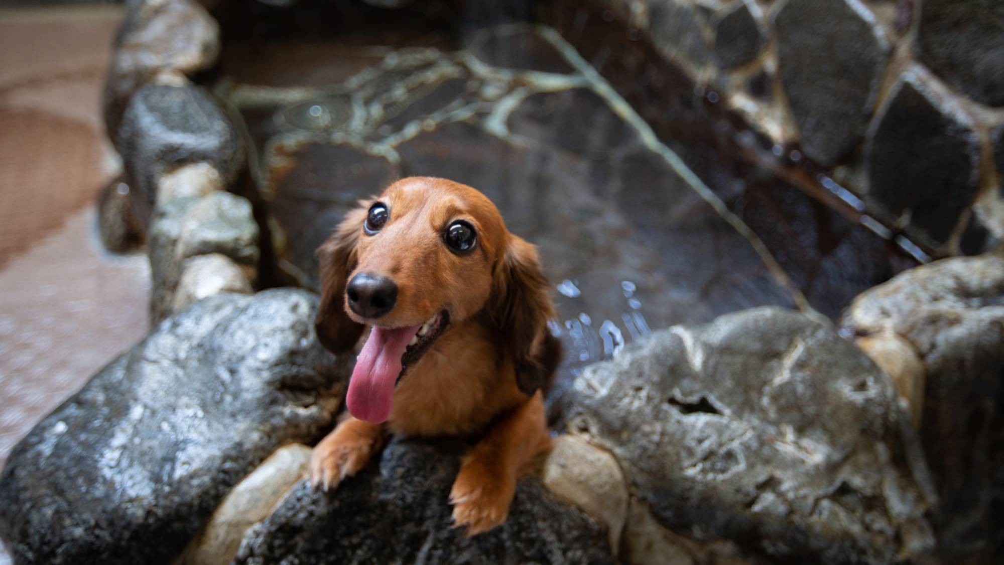 ・【わんわん温泉】わんちゃん専用の天然温泉（要予約）