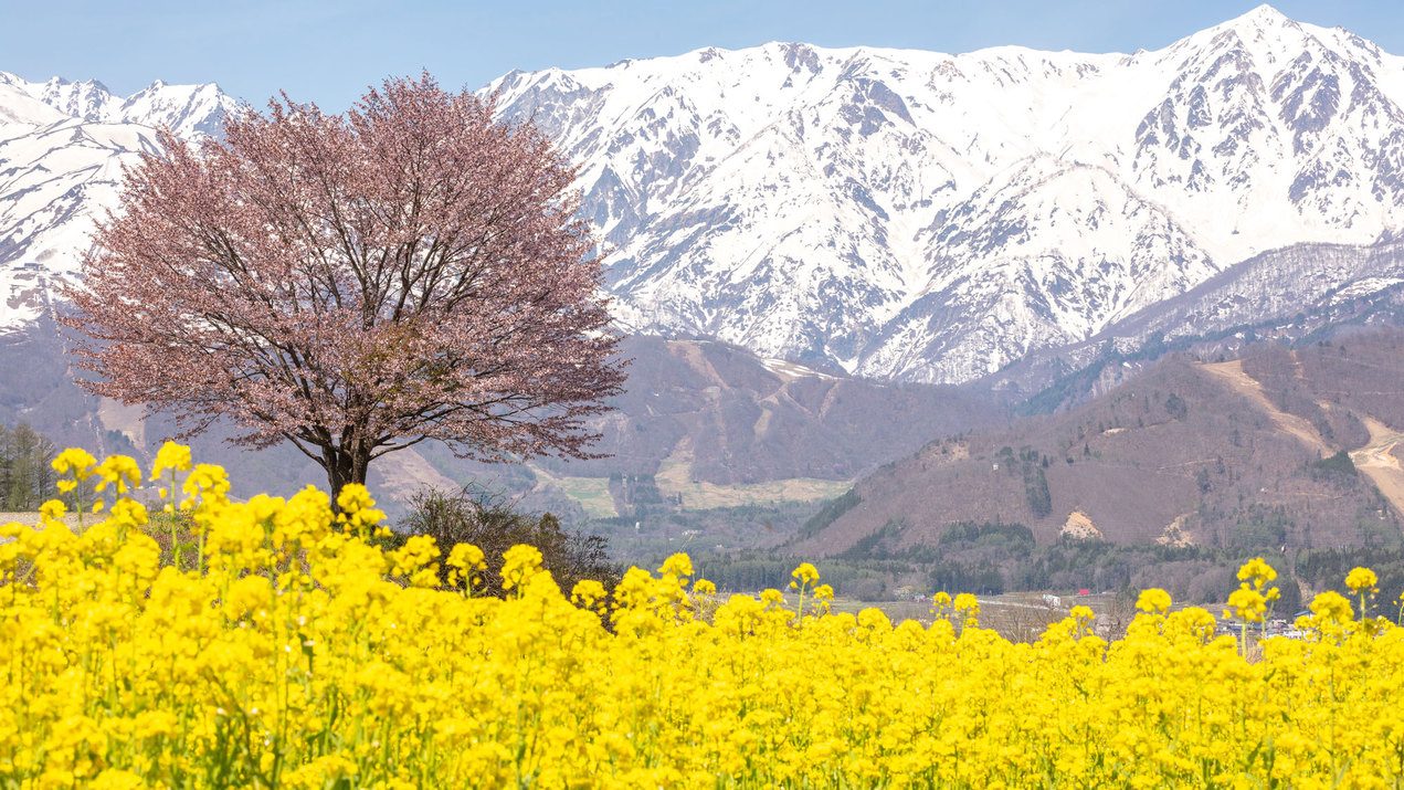  春の風景