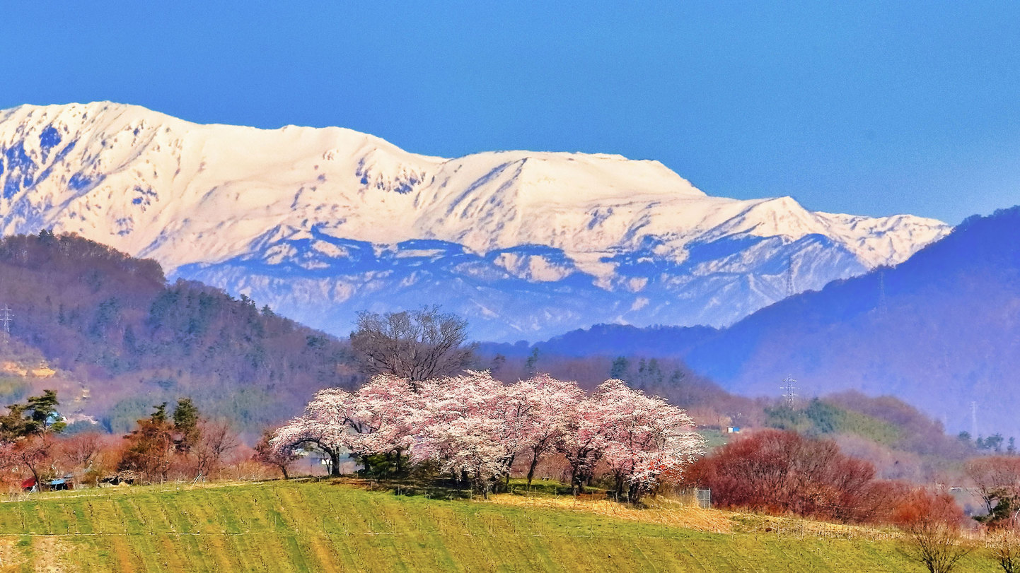 春の白馬