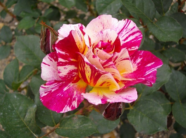 モーリス・ユトリロ