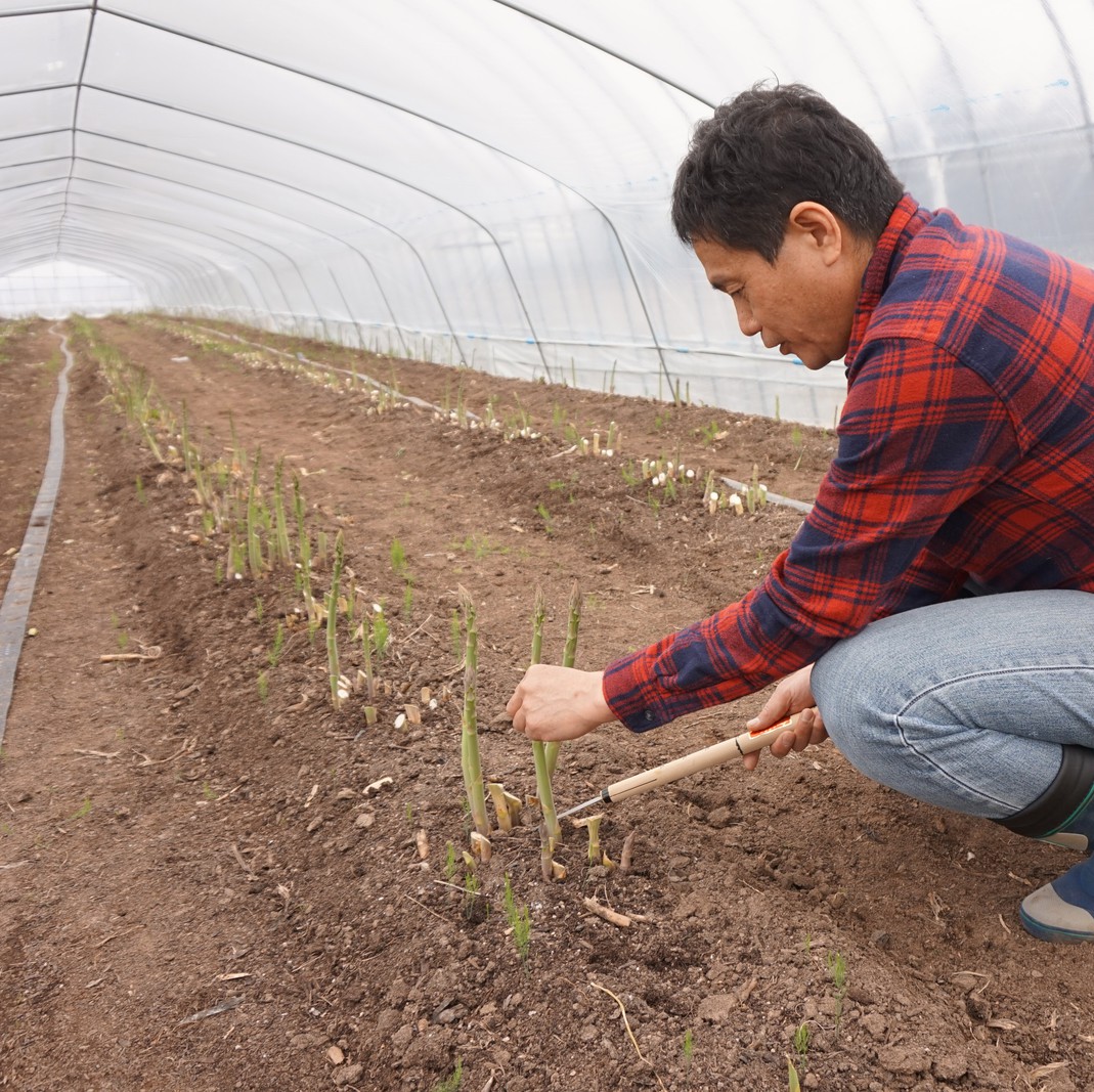 富良野産あまーいアスパラ刈り