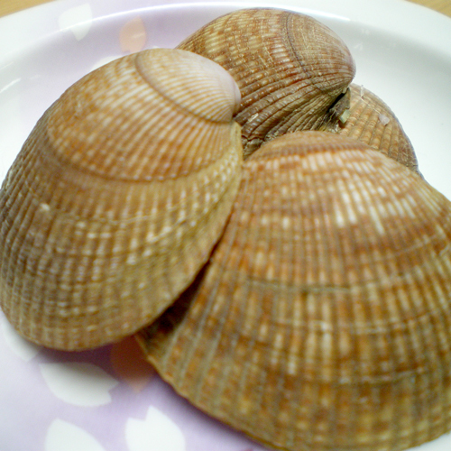 *陸前高田市の幻の貝、エゾイシカゲ貝。旨味と甘味が濃厚な陸前高田市自慢の食材です。