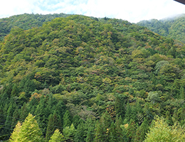 夏みどり濃い福地山