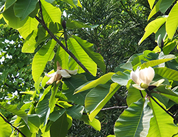 ふんわり花の香りも。朴の木の花が咲きました（5月中旬）